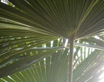 Green palm tree leaves with backlight shining through the texture stock image Green palm tree leaves with backlight shining through the texture stock image
